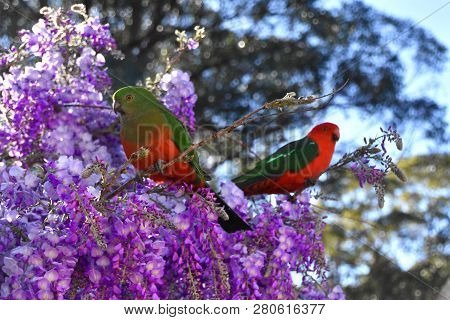 King Parrot Couple In A Wisteria Bush
