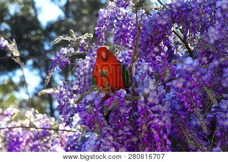 A Male King Parrot Sitting In A Wisteria Tree In An Artistic Grayscale