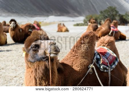 Camel In Hunder Sand Dunes With Daylight