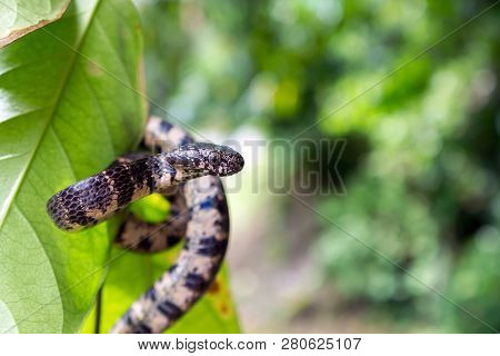 Cloudy Snail Eating Snake In Wild (sibon Nebulatus) - Dominical, Puntarenas, Costa Rica