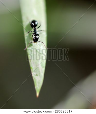 A Macro Shot Of An Ant On A Plant Leaf.