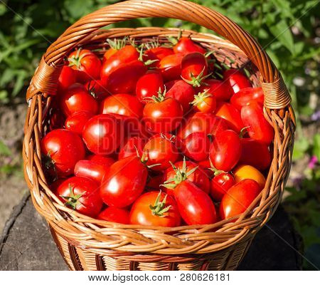 Harves Tomatoes In The Basket. Summer Garden