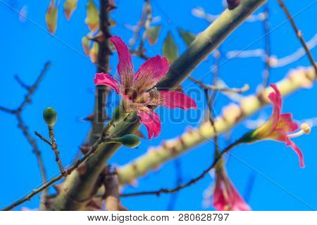 Pink Flower Of The Silk Floss Tree (ceiba Speciosa, Formerly Chorisia Speciosa)