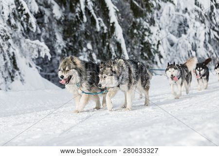 A Team Of Four Husky Sled Dogs Running On A Snowy Wilderness Road. Sledding With Husky Dogs In Winte