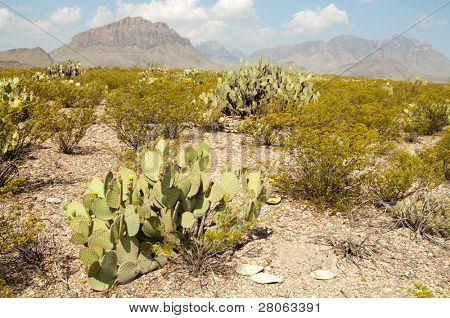 paysage, monts chisos et figue de barbarie cactus du désert