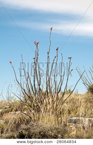 ocotillo kaktus
