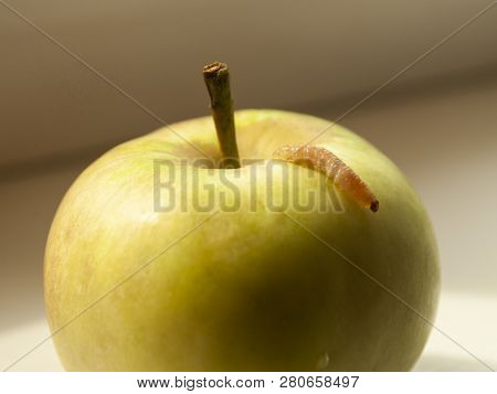 Little Worm Crawling On A Green Apple