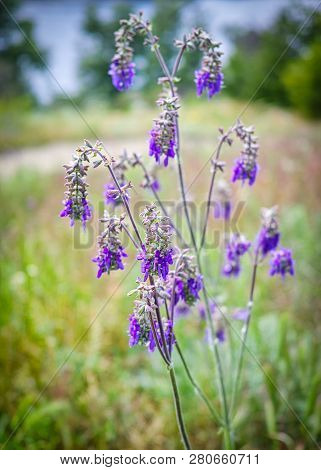 Purple Lavender Flowers On The Background Of Meadows.