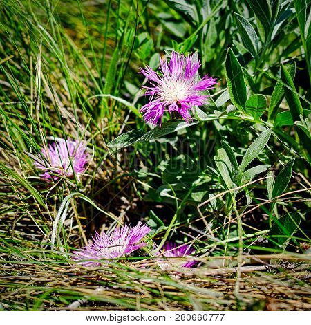 Wild Centaurea Jacea Flowers In Rural Field, Shallow Deep Of Field.