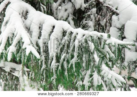 Spruce Branches Covered With A Thick Layer Of White Snow