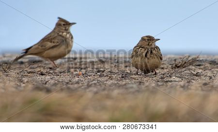 Two Crested Larks Standing On Flat Surface In Winter Time