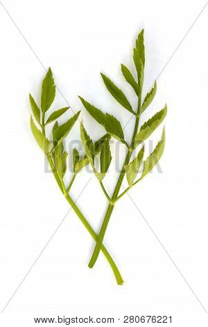 Oenanthe Javanica Also Known As Water Celery From Asia Isolated On White Background.