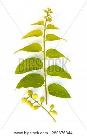 Cassia Fistula Berries And Branch With Leaves Isolated On White Background From Above. Laxative, Ant
