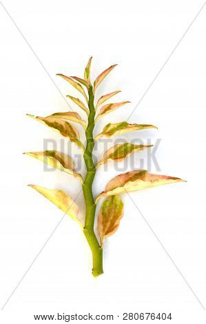 Redbird Flower Leaves Isolated On White Background From Above.