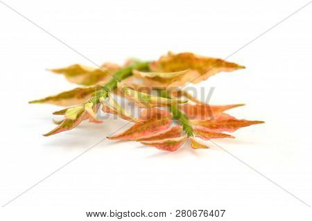 Pedilanthus Tithymaloides Leaves Isolated On White Background.