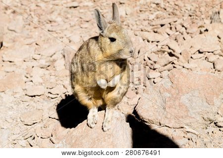 Southern Viscacha From Bolivia. Bolivian Wildlife On Nature
