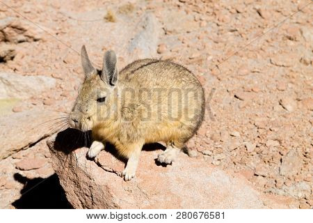 Southern Viscacha From Bolivia. Bolivian Wildlife On Nature