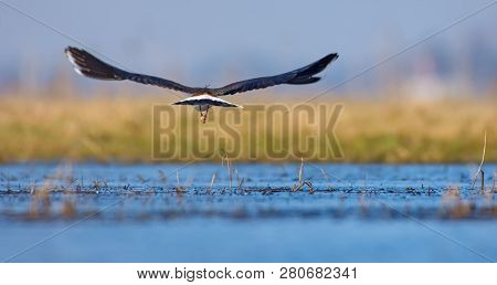 Northern Lapwing In The Flight Backview Over Water Pond