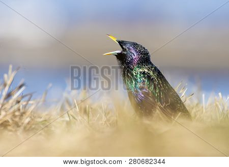 Common Starling Sings With Wide Open Beak In Grass At Sunset