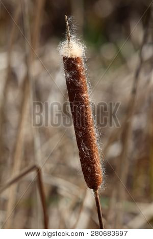 Cattail Or Typha Or Bulrush Or Reedmace Or Reed Or Corn Dog Grass Or Swamp Sausage Or Water Sausage 