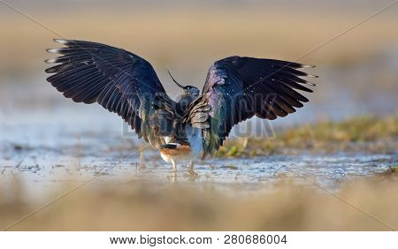 Northern Lapwing Walking In Water With Open Wings