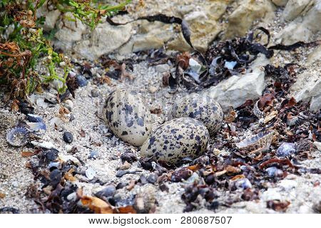 Nest With Eggs Of Variable Oystercatcher, Kaikoura Peninsula, South Island, New Zealand. It Is Endem