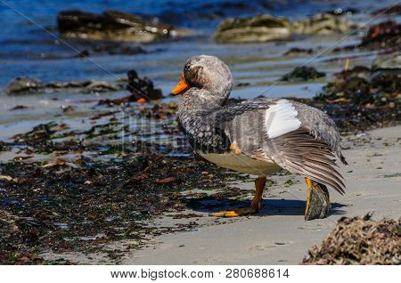 A Falkland Steamer Duck - Tachyeres Brachypterus- A Rare Flightless Bird, Spotted On Carcass Island,