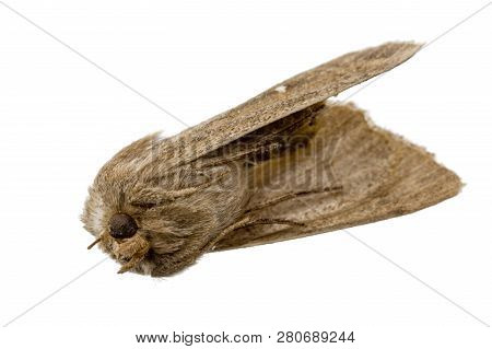 Dead Brown Moth Lies On His Back With His Feet On, Free On White