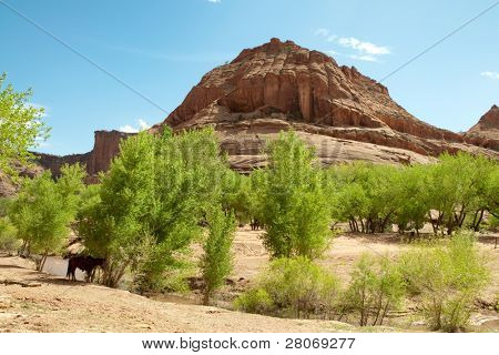 as plantas verdes e penhascos de rocha no Canyon de Chelly