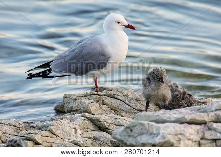 Red-billed Gull With Small Chicks, Kaikoura Peninsula, South Island, New Zealand. This Bird Is Nativ