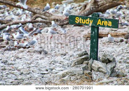 Study Area Sign For Red-billed Gulls Colony On Kaikoura Peninsula, South Island, New Zealand. This B