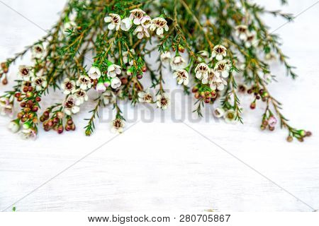 Chamelacium White Flowers On A Light Shabby Background Close-up