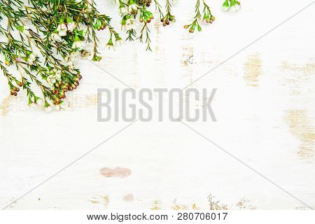 Sprigs Of White Flowers Chamelacium On A Light Worn Background, Copy Space