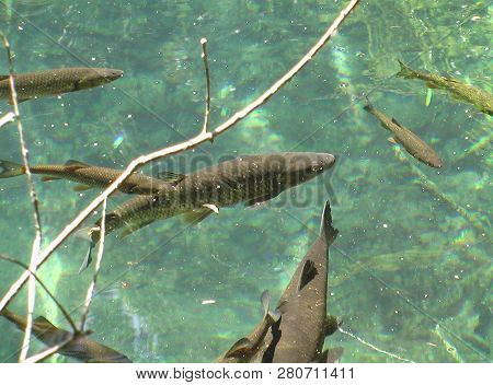 Flock Of Fishes Swim In Clear And Pure Blue Water. Lake, Summer.
