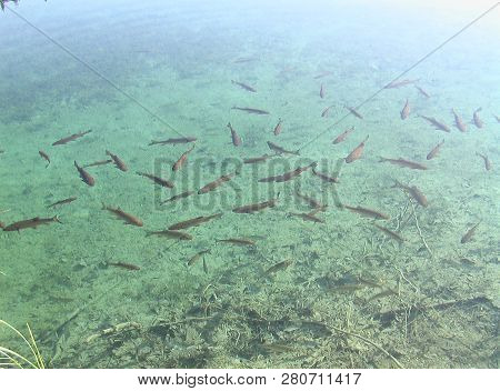 Flock Of Fishes Swim In Clear And Pure Blue Water. Lake, Summer.