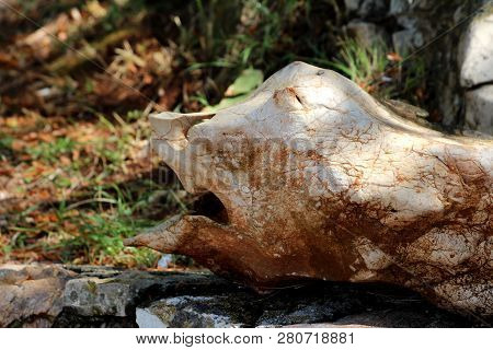 Strange Shaped Rock Formation Resembling Face With Large Mouth, Nose And Eyes Resting In Shade Of La