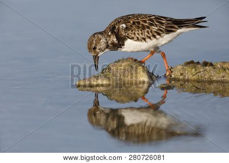 Ruddy Turnstone (arenaria Interpres) Foraging On A Rocky Beach - Dunedin, Florida