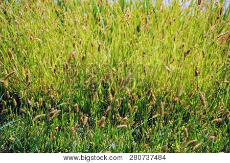 Yellow Foxtail (setaria Pumila), Also Known As Yellow Bristle-grass, Pigeon Grass, And Cattail Grass