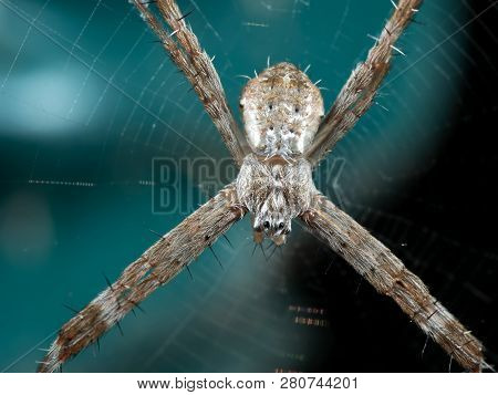 Macro Photo Of St Andrew's Cross Spider On Web Isolated On Background