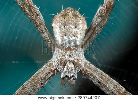 Macro Photo Of St Andrew's Cross Spider On Web Isolated On Background