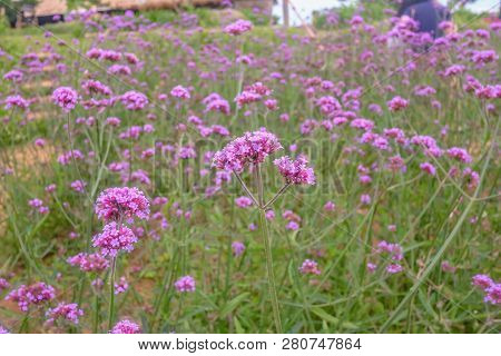 Beautiful Verbena Field In Mon Jam Mountain At Chiang Mai City Thailand