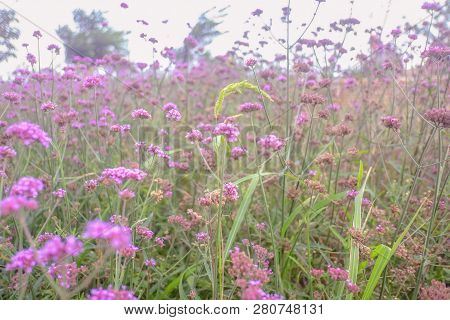 Beautiful Verbena Field In Mon Jam Mountain At Chiang Mai City Thailand