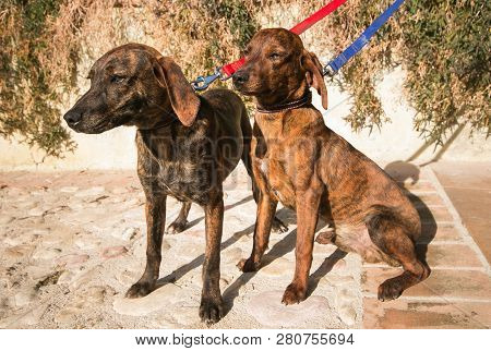 Couple Of Two Beautiful Young Hunting Dog