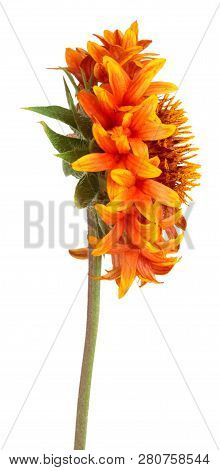 Beautiful Bright Red Flower Gaillardia Coahuilensis, Family Asteraceae