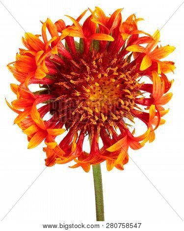 Beautiful Bright Red Flower Gaillardia Coahuilensis, Family Asteraceae