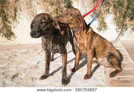 Portrait Of Two Brothers Segugio Maremmano Dogs