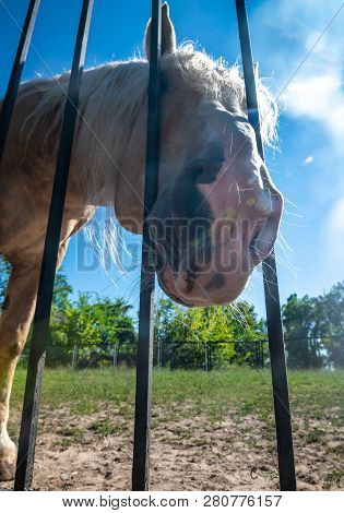 Horse Look Beind Metal Fense Sun Nature Eat Pets