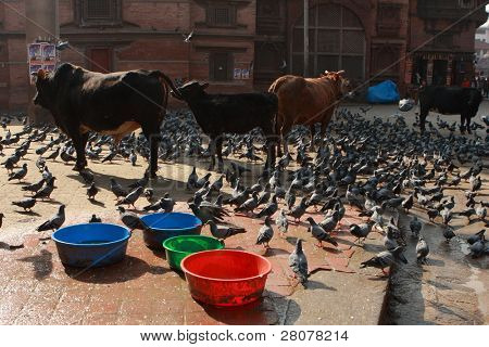 KATHMANDU, Nepál - 12. prosince: Svaté krávy a holubů v Durbar Square, je to jeden ze tří royal