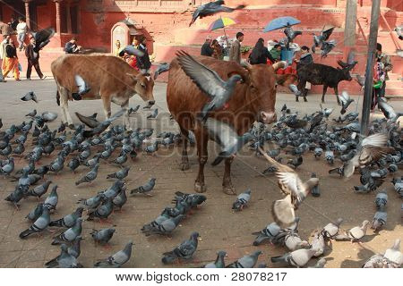KATHMANDU, Nepál - 12. prosince: Svaté krávy a holubů v Durbar Square, je to jeden ze tří royal