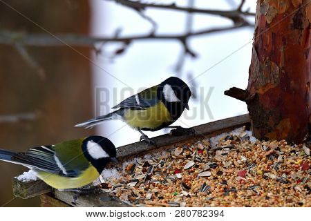 Bird Tomtit Feeding Sunflower On The Ground Snow In Winter Close Up Fodder Rack With Sunflowers Mill